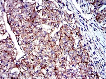 Anti-CD9 antibody [5G6] used in IHC (Paraffin sections) (IHC-P). GTX60529