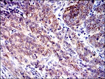 Anti-CD9 antibody [5G6] used in IHC (Paraffin sections) (IHC-P). GTX60529