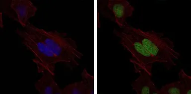 Anti-MSH6 antibody [3E1] used in Immunocytochemistry/ Immunofluorescence (ICC/IF). GTX60530