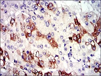 Anti-alpha Tubulin 8 antibody [2D6] used in IHC (Paraffin sections) (IHC-P). GTX60532