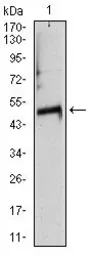 Anti-alpha Tubulin 8 antibody [2D6] used in Western Blot (WB). GTX60532