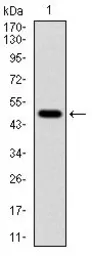 Anti-alpha Tubulin 8 antibody [2D6] used in Western Blot (WB). GTX60532