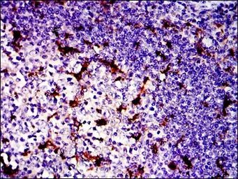 Anti-Lplunc1 antibody [2A5] used in IHC (Paraffin sections) (IHC-P). GTX60533