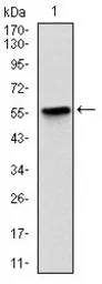 Anti-Lplunc1 antibody [2A5] used in Western Blot (WB). GTX60533