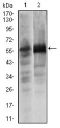 Anti-SOX9 antibody [1B11] used in Western Blot (WB). GTX60536