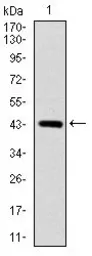 Anti-SOX9 antibody [1B11] used in Western Blot (WB). GTX60536
