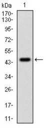 Anti-PPP1A antibody [5E9] used in Western Blot (WB). GTX60538