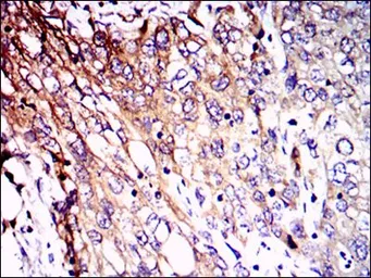 Anti-NF-L antibody [1H3] used in IHC (Paraffin sections) (IHC-P). GTX60541