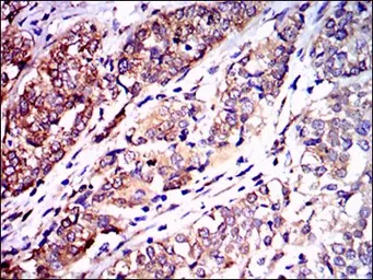 Anti-NF-L antibody [1H3] used in IHC (Paraffin sections) (IHC-P). GTX60541