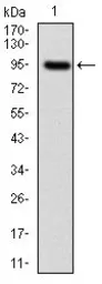 Anti-NF-L antibody [1H3] used in Western Blot (WB). GTX60541