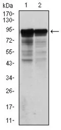 Anti-NF-L antibody [1H3] used in Western Blot (WB). GTX60541