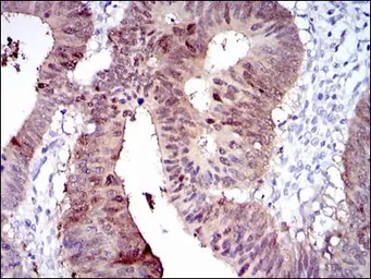 Anti-CYP1A1 antibody [6G5] used in IHC (Paraffin sections) (IHC-P). GTX60543