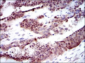 Anti-CYP1A1 antibody [6G5] used in IHC (Paraffin sections) (IHC-P). GTX60543