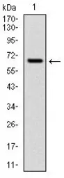 Anti-CYP1A1 antibody [6G5] used in Western Blot (WB). GTX60543