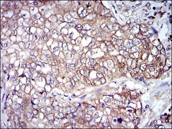 Anti-NF-L antibody [2G10] used in IHC (Paraffin sections) (IHC-P). GTX60544