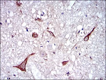 Anti-NF-L antibody [2G10] used in IHC (Paraffin sections) (IHC-P). GTX60544
