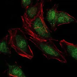 Anti-NEDD8 antibody [5B8] used in Immunocytochemistry/ Immunofluorescence (ICC/IF). GTX60546