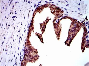 Anti-NEDD8 antibody [5B8] used in IHC (Paraffin sections) (IHC-P). GTX60546