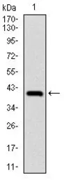 Anti-NEDD8 antibody [5B8] used in Western Blot (WB). GTX60546