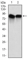 Anti-NEDD8 antibody [5B8] used in Western Blot (WB). GTX60546
