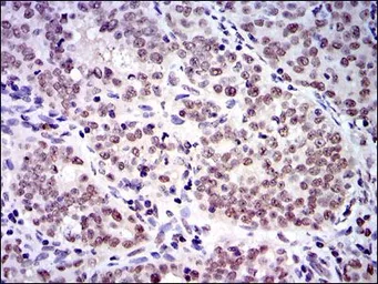 Anti-SKP1 antibody [1H9] used in IHC (Paraffin sections) (IHC-P). GTX60547