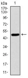 Anti-SKP1 antibody [1H9] used in Western Blot (WB). GTX60547