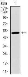 Anti-Ubiquitin B antibody [3C12] used in Western Blot (WB). GTX60548