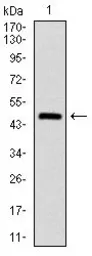 Anti-ASS1 antibody [2B10] used in Western Blot (WB). GTX60549