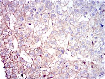 Anti-COTL1 antibody [5C8] used in IHC (Paraffin sections) (IHC-P). GTX60551