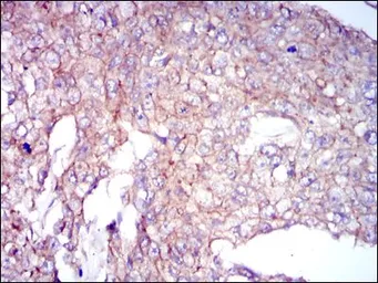 Anti-COTL1 antibody [5C8] used in IHC (Paraffin sections) (IHC-P). GTX60551