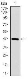 Anti-COTL1 antibody [5C8] used in Western Blot (WB). GTX60551