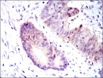 Anti-ASS1 antibody [2C10] used in IHC (Paraffin sections) (IHC-P). GTX60552