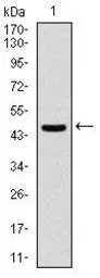 Anti-ASS1 antibody [2C10] used in Western Blot (WB). GTX60552