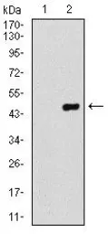 Anti-COTL1 antibody [5C8E3] used in Western Blot (WB). GTX60553