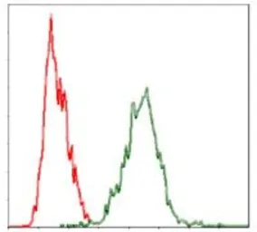 Anti-YAP1 antibody [1A12] used in Flow cytometry (FCM). GTX60554