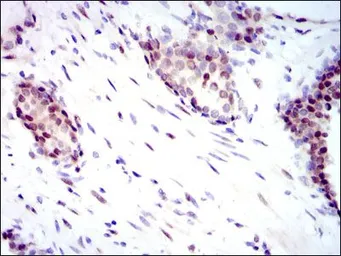 Anti-YAP1 antibody [1A12] used in IHC (Paraffin sections) (IHC-P). GTX60554