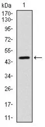 Anti-YAP1 antibody [1A12] used in Western Blot (WB). GTX60554