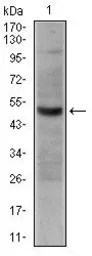 Anti-CD30 antibody [3B10] used in Western Blot (WB). GTX60555