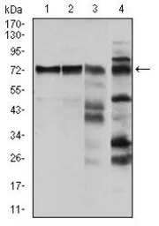 Anti-Raf1 antibody [4G4] used in Western Blot (WB). GTX60556