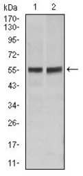 Anti-Fas antibody [4F8H6] used in Western Blot (WB). GTX60557