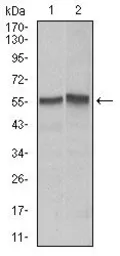 Anti-Fas antibody [4F8D6] used in Western Blot (WB). GTX60559