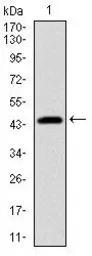 Anti-PBK antibody [2C8] used in Western Blot (WB). GTX60560