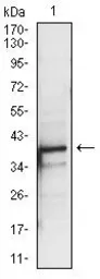 Anti-PBK antibody [2C8] used in Western Blot (WB). GTX60560