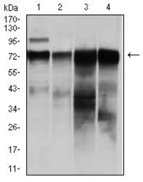 Anti-Raf1 antibody [4G4] used in Western Blot (WB). GTX60561