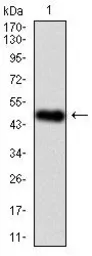 Anti-Splunc2 antibody [5B2] used in Western Blot (WB). GTX60562