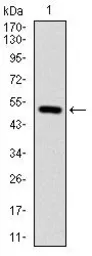 Anti-Integrin beta 1 / CD29 antibody [3B6] used in Western Blot (WB). GTX60563