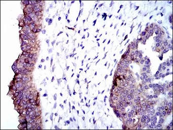 Anti-Alkaline Phosphatase (Tissue Non-Specific) antibody [2F4] used in IHC (Paraffin sections) (IHC-P). GTX60568