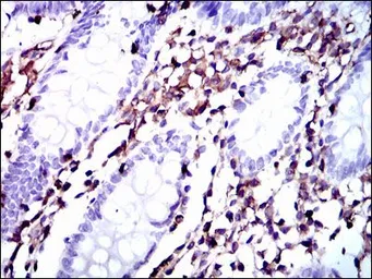 Anti-Moesin antibody [2C12] used in IHC (Paraffin sections) (IHC-P). GTX60569