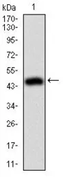 Anti-Moesin antibody [2C12] used in Western Blot (WB). GTX60569