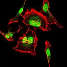 Anti-CDK2 antibody [1A6] used in Immunocytochemistry/ Immunofluorescence (ICC/IF). GTX60572